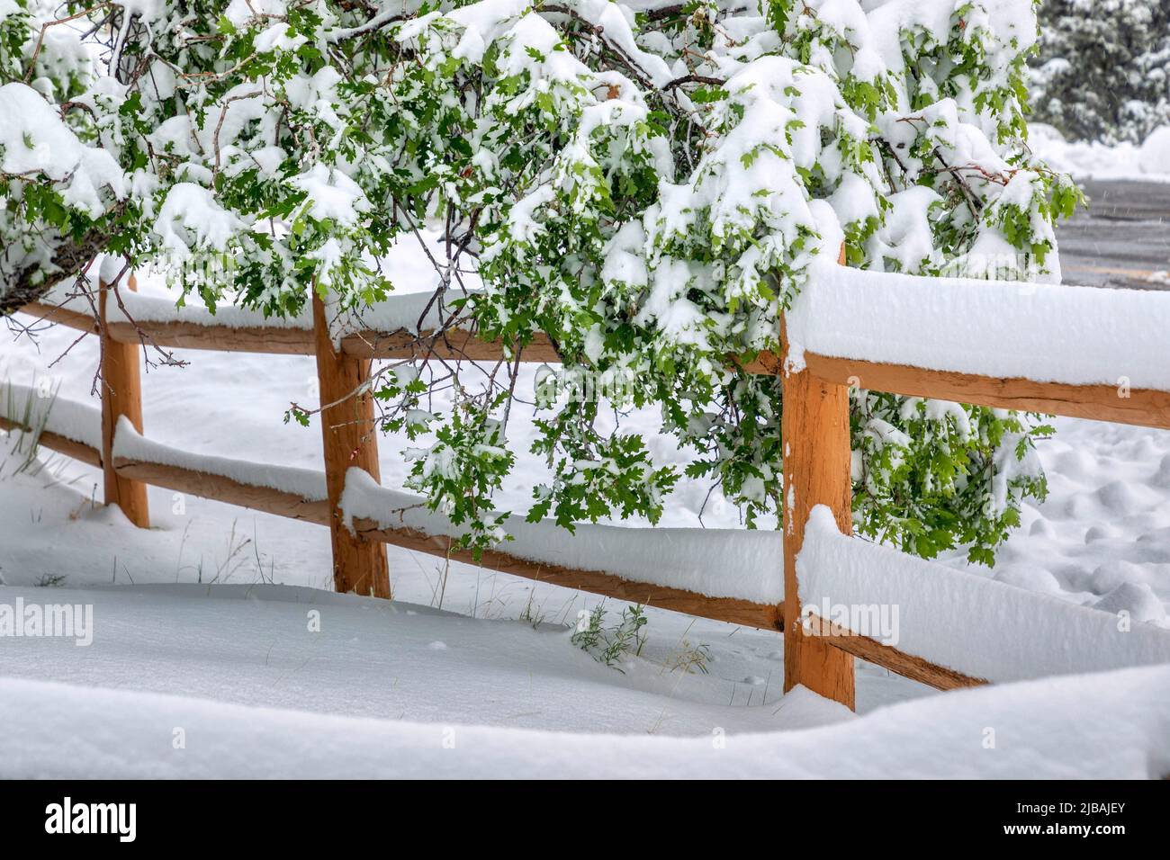 Neve invernale nel paesaggio del Colorado Foto Stock