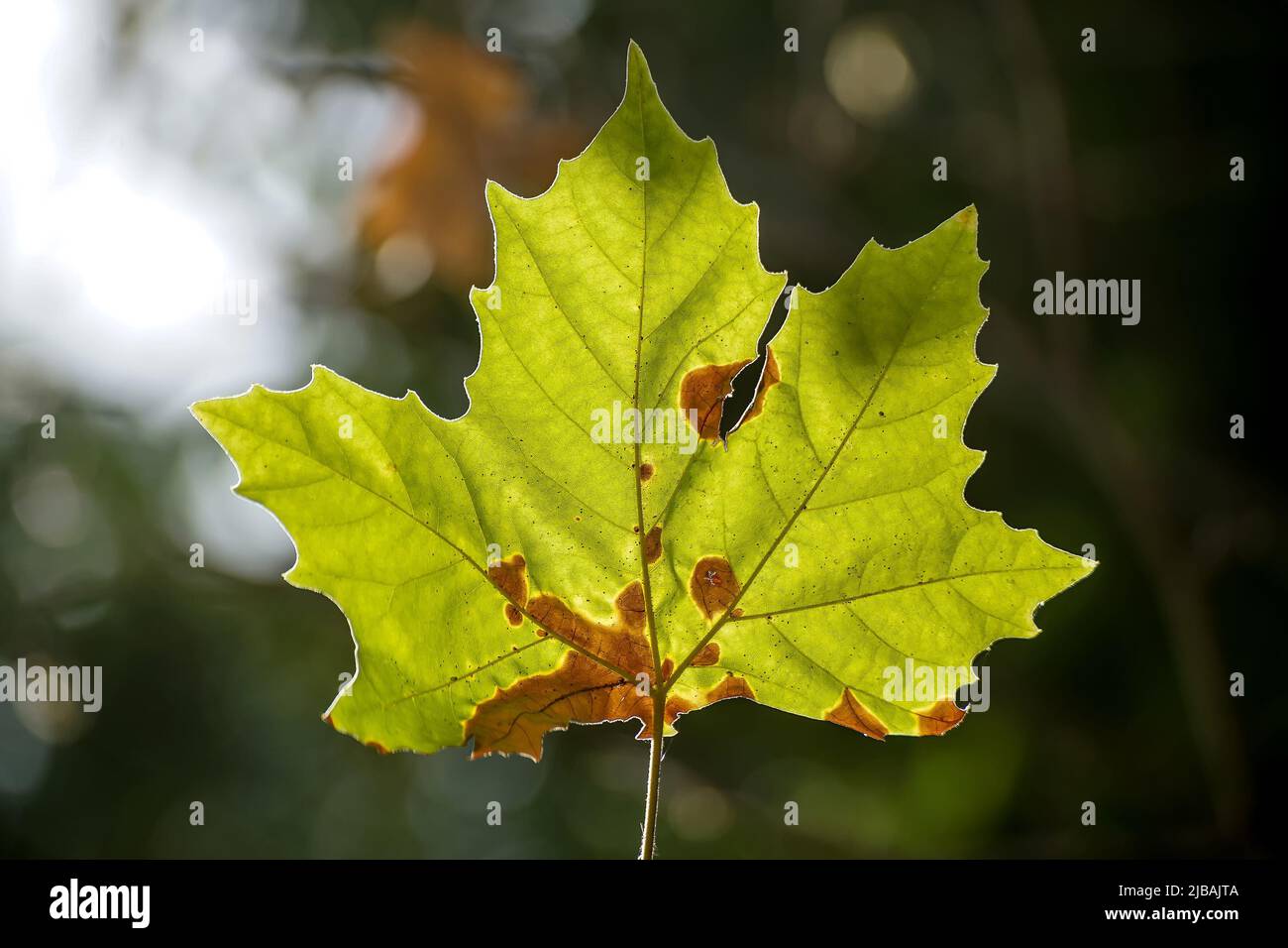 Bucarest, Romania - 05 agosto 2021: Una foglia verde di platanus illuminata dal sole è affetta da antracnosio. Foto Stock