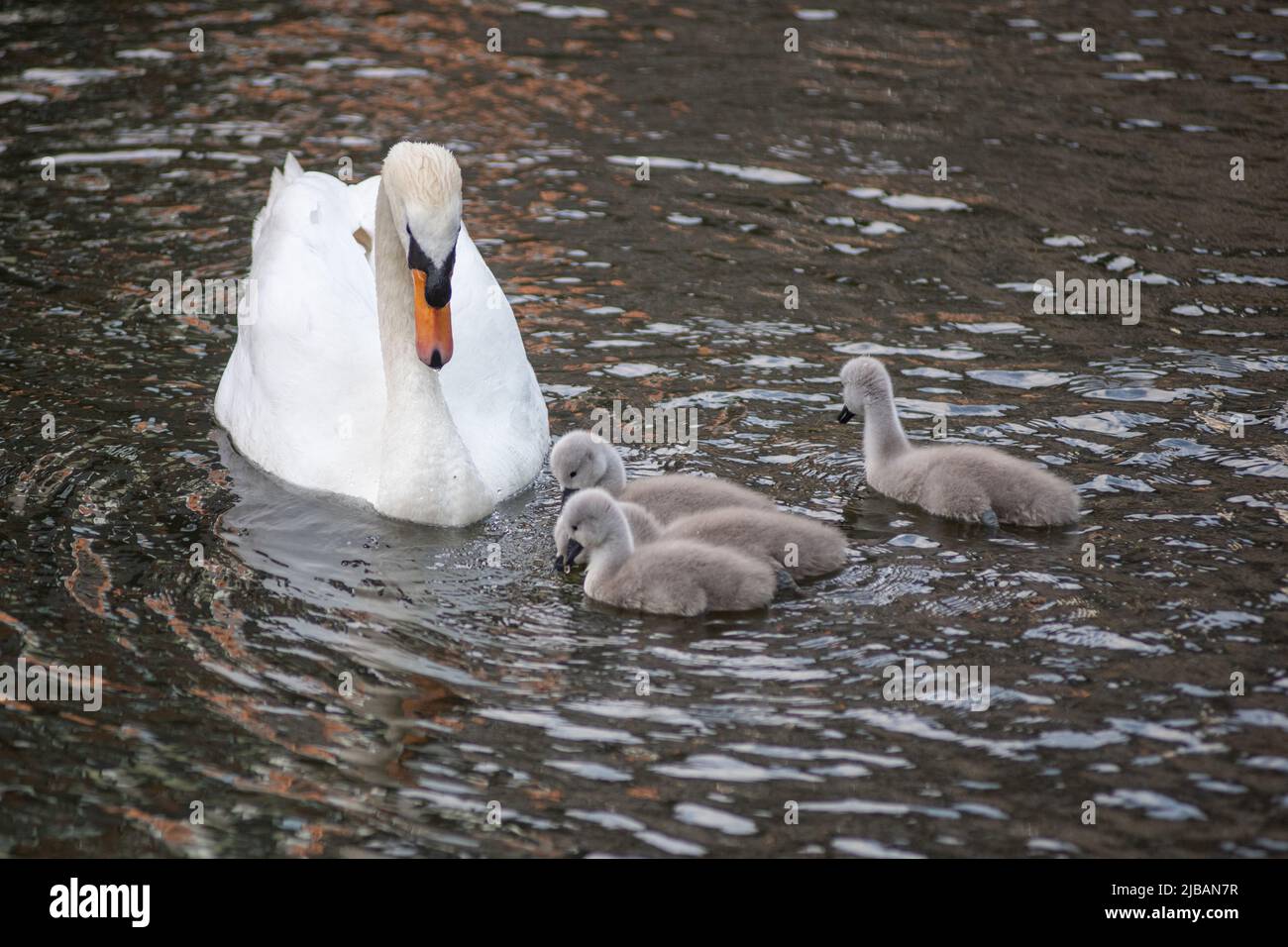 Swan e Cygnets Foto Stock