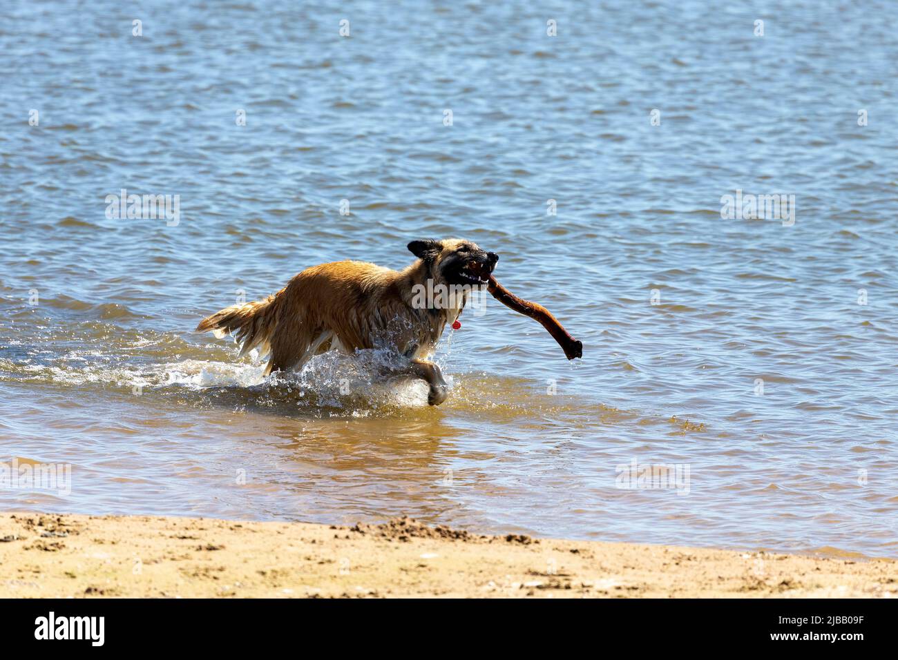 Il pastore belga conosciuto anche come il pastore belga o il Chien de Berger Belge. Un cane corre in acque poco profonde sulle rive del lago Michigan. Foto Stock