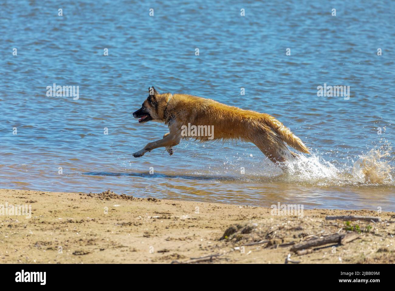 Il pastore belga conosciuto anche come il pastore belga o il Chien de Berger Belge. Un cane corre in acque poco profonde sulle rive del lago Michigan. Foto Stock