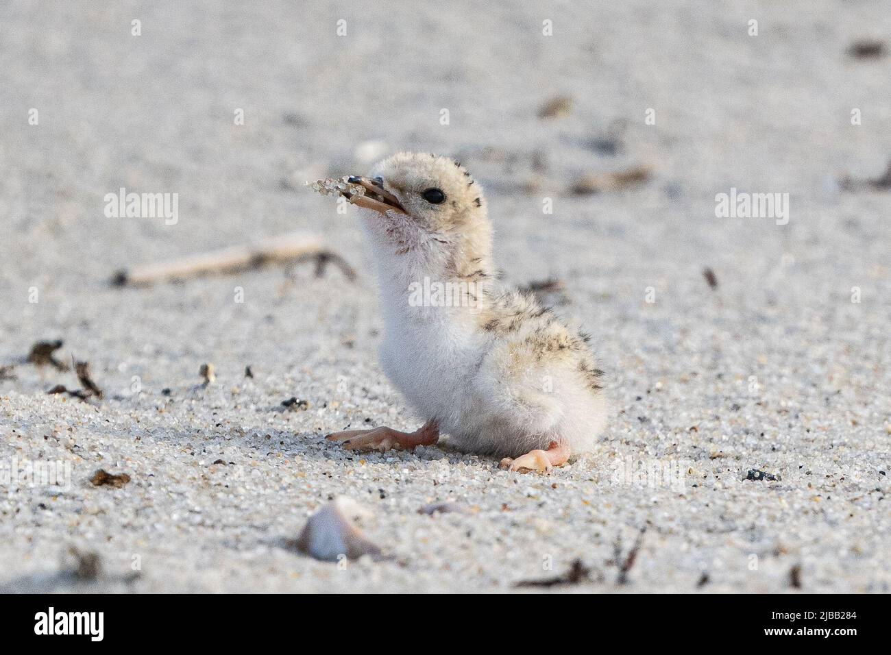 Una terna adulta insegna che è giovane pulcino come mangiare la lancia di sabbia. Il papà aveva preso il piccolo pesce dall'acqua e ritornò con la cattura per nutrire il suo bambino, che ha circa 1 - 3 giorni. Le meno terns nidificano sulle spiagge sabbiose aperte di Cape Cod, Massachusetts caratterizzando: Atmosfera dove: Cape Cod, Massachusetts, Stati Uniti quando: 06 lug 2021 credito: Kathy Wade/WENN Foto Stock