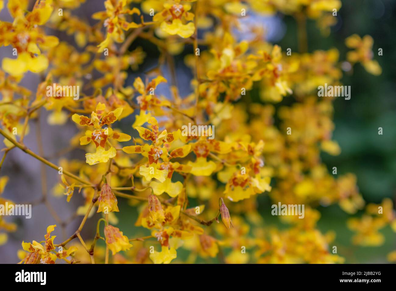 piccoli fiori gialli tradizionali per decorare in settimana santa Foto Stock
