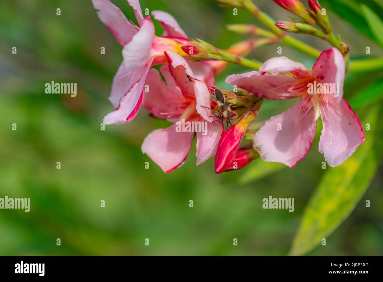 gigli rosa in primo piano con insetti gialli che raccolgono polline Foto Stock