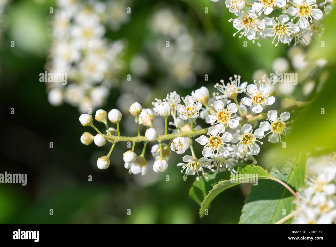 Bird Cherry (prunus padus) fiori bianchi primo piano selctive focus Foto Stock
