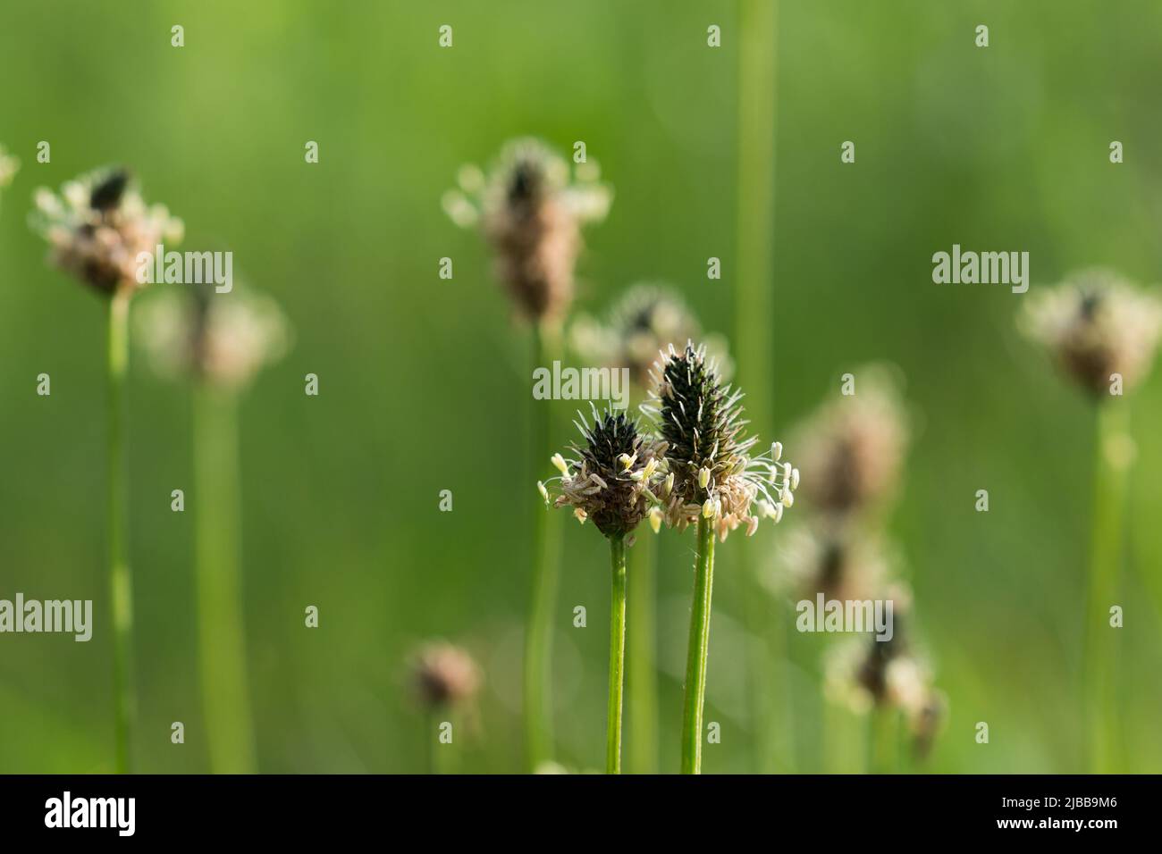 Plantago lanceolata, fiori di ribordino in prato closeup selettivo fcus Foto Stock