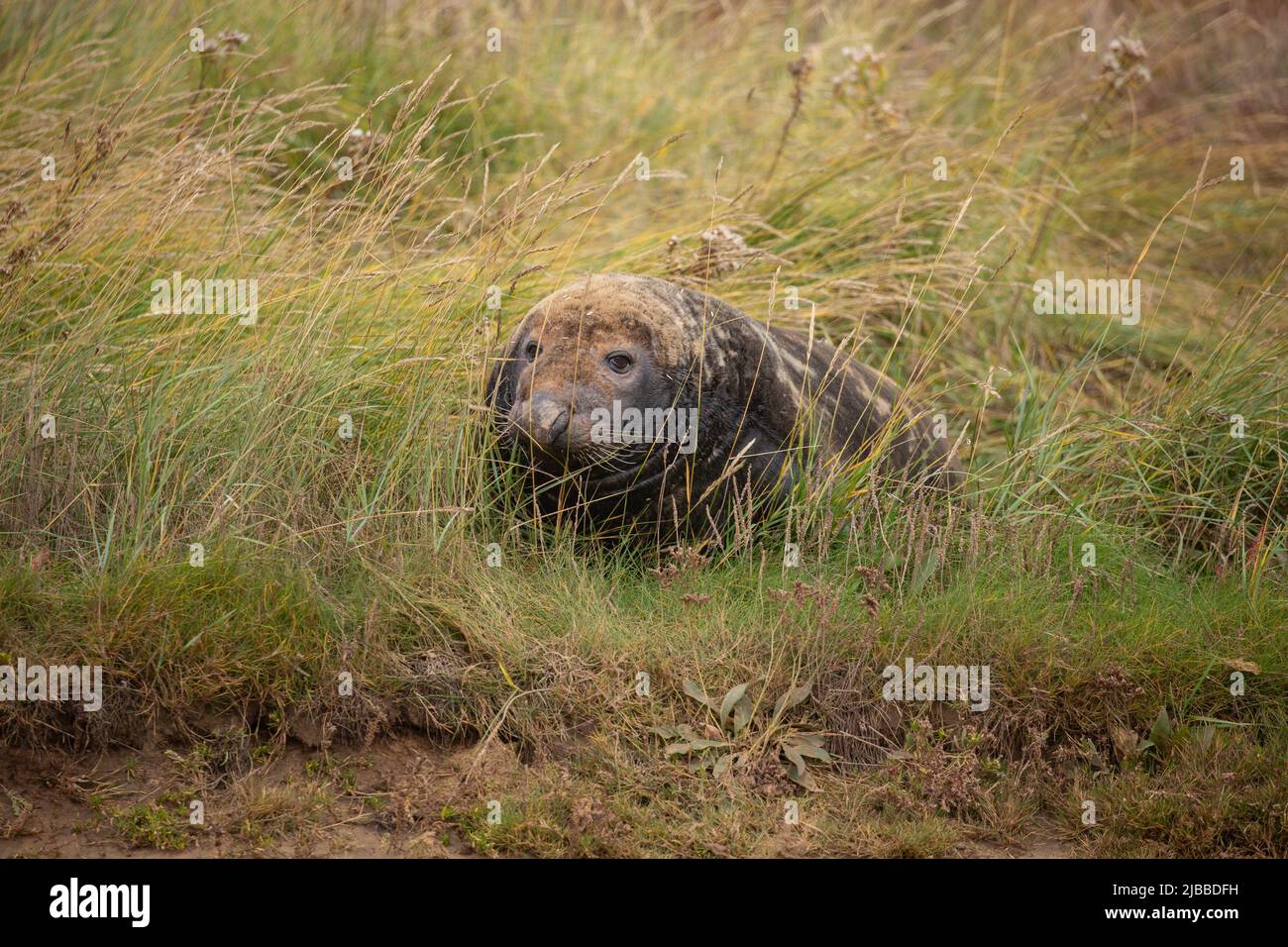 Foca che giace nell'erba con la testa in su a Horsey Gap, Norfolk, Regno Unito. Fauna selvatica britannica nella riserva naturale Foto Stock