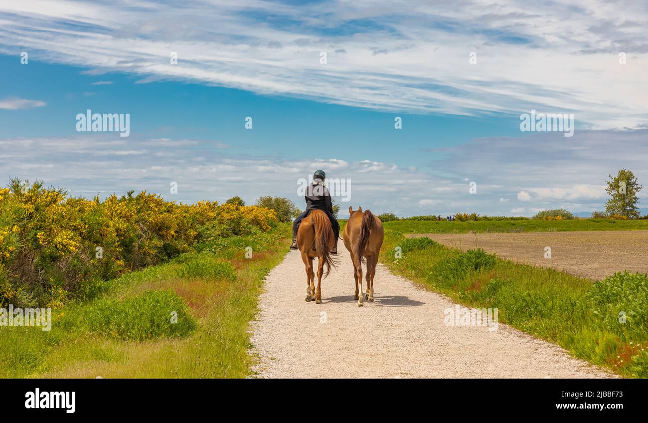 Una donna a cavallo. Dressage donna pilota a cavallo nel parco. Sport equestre. Foto di strada, fuoco selettivo, editoriale-Maggio 29,2022-Vancouve Foto Stock