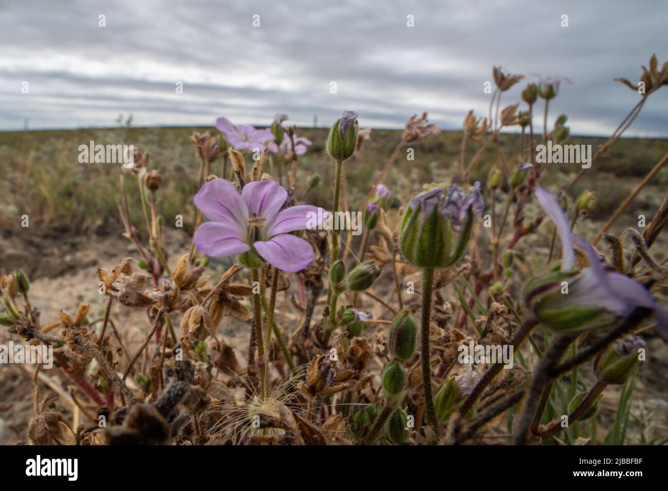 I botrys di Erodium hanno denominato il disegno di legge della cicogna del longbeak, il disegno di legge della cicogna del Mediterraneo e la filaree del Broadleaf un impianto di fioritura invasivo in California. Foto Stock