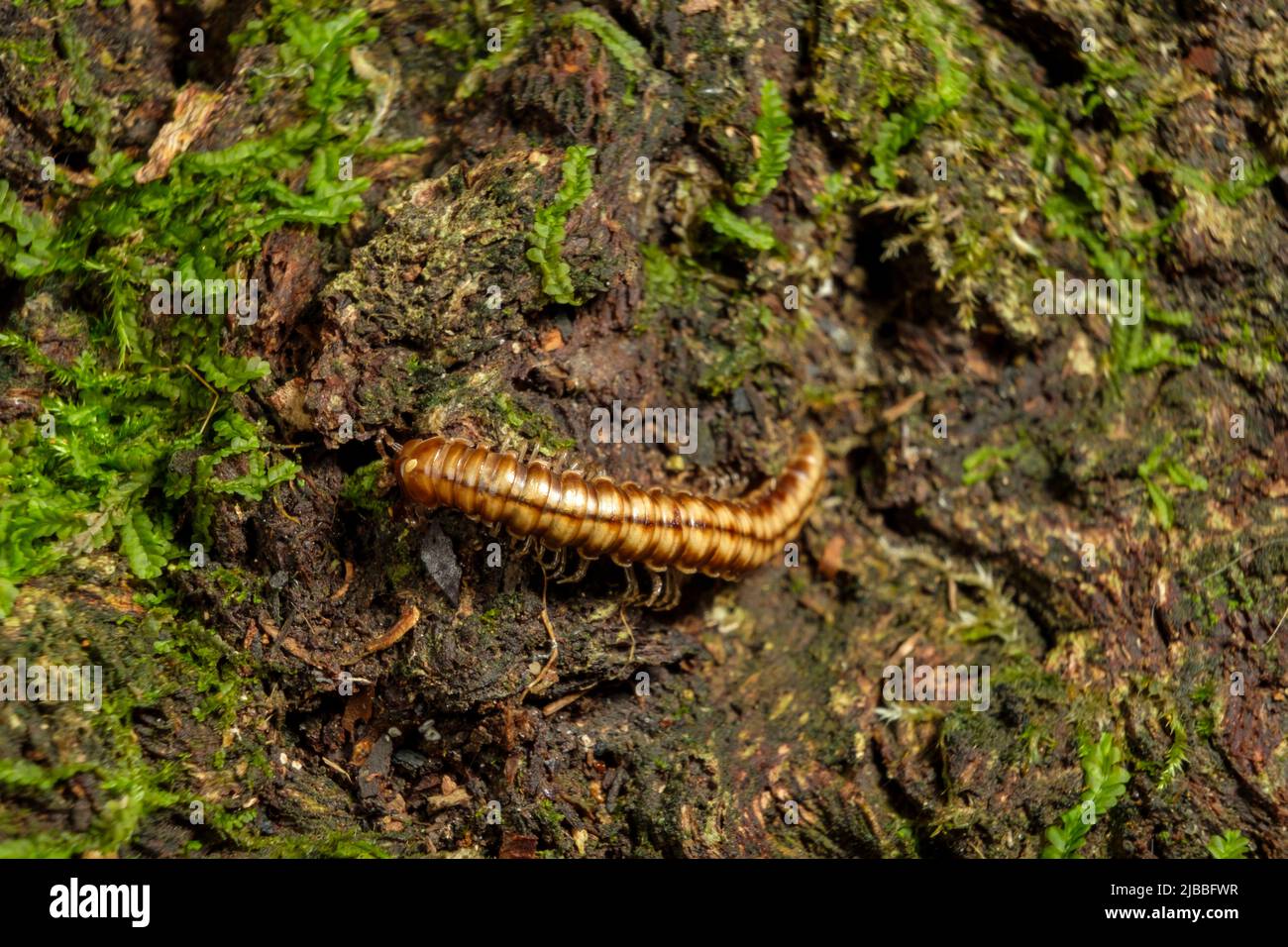 Monte Nemo - funghi Foto Stock