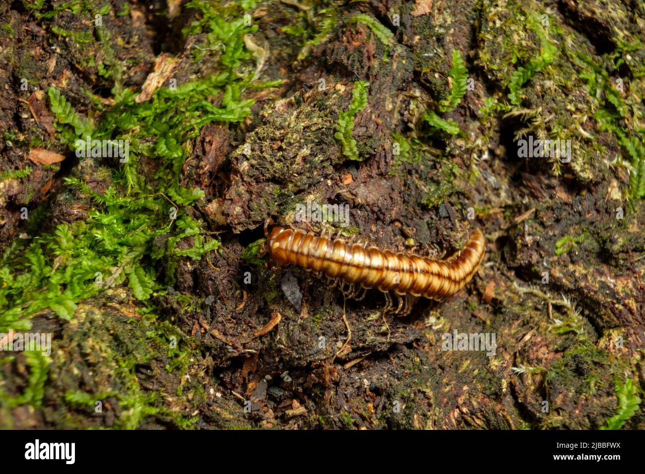 Monte Nemo - funghi Foto Stock