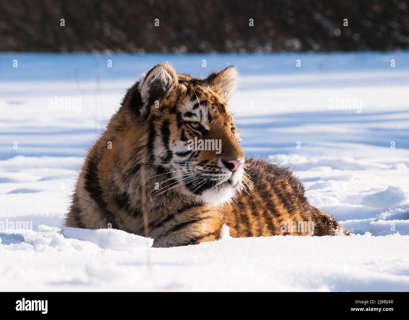 Tigre siberiana, Panthera tigris altaica. Scena faunistica con animale pericoloso. Inverno freddo a taiga, Russia. Tigre nella natura selvaggia invernale, sdraiato su sno Foto Stock