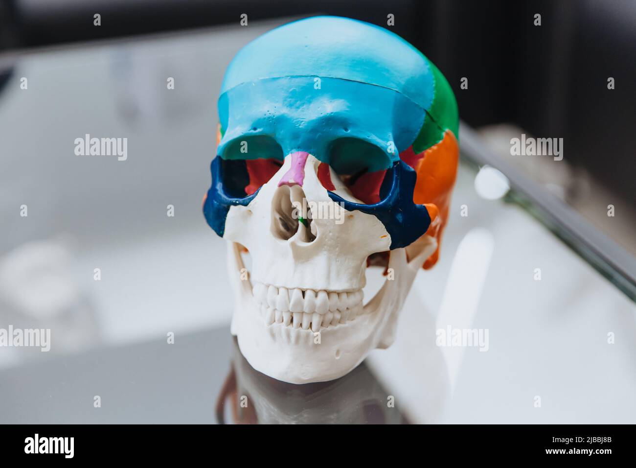 Su un tavolo trasparente si trova un manichino del cranio umano. Il modello del cranio per chirurgia maxillofacciale e odontoiatria .Close up. Spazio di copia. Foto Stock