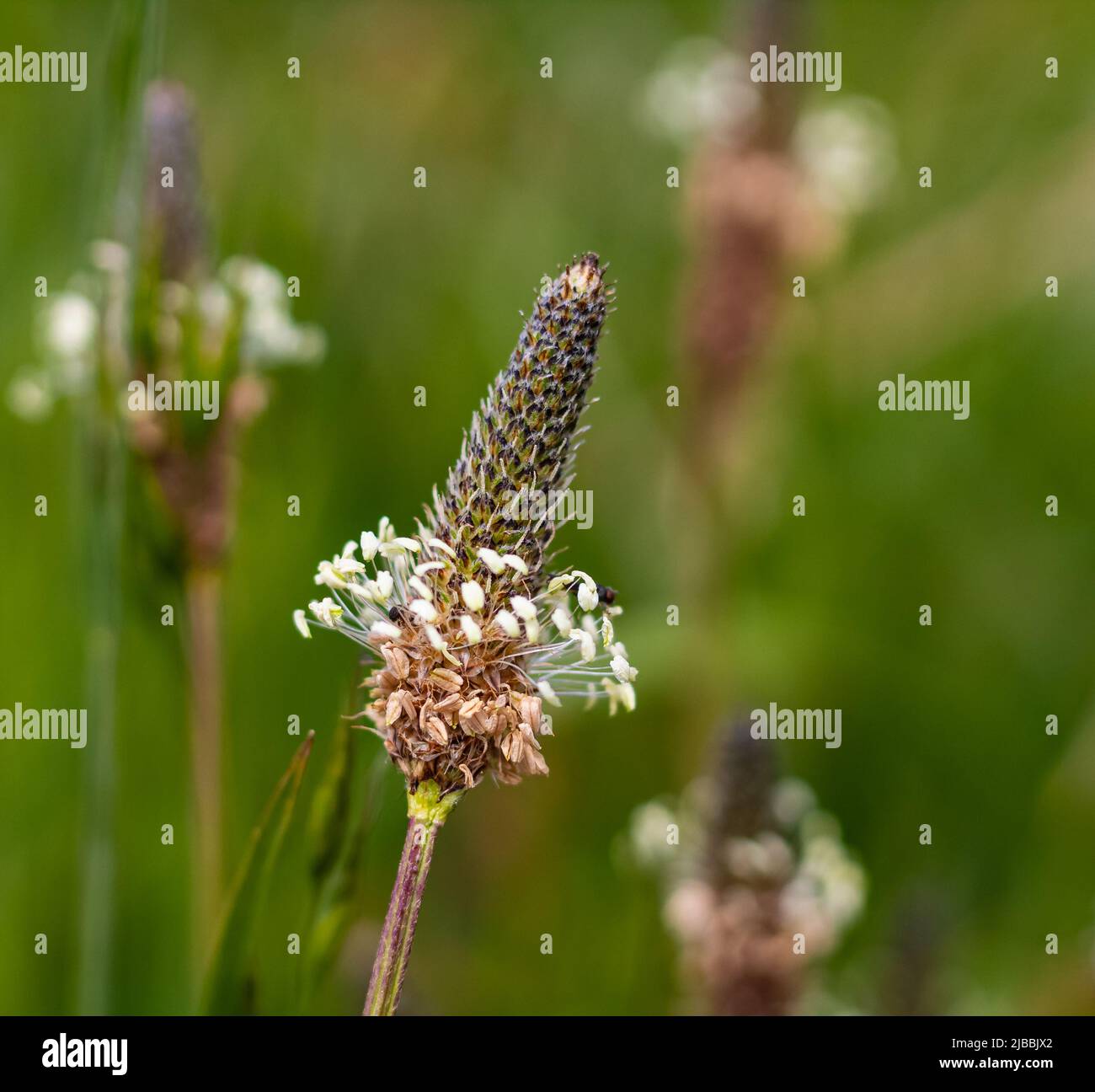 Tuft ribwort Plantago lanceolata su sfondo naturale. Erbe usate in medicina alternativa. Primo piano della piantina di Ribwort. Profondità di campo poco profonda. Foto Stock