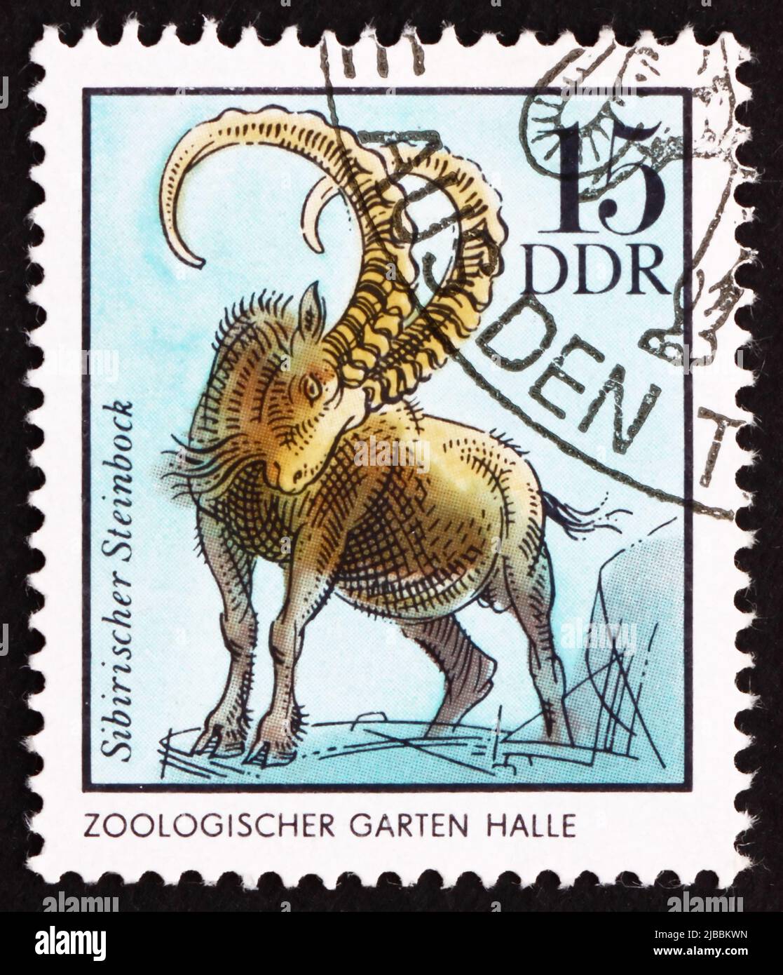 GDR - CIRCA 1975: Un francobollo stampato in GDR mostra Siberian Chamois, Rupicapra Rupicapra, tedesco giardino zoologico Halle, circa 1975 Foto Stock