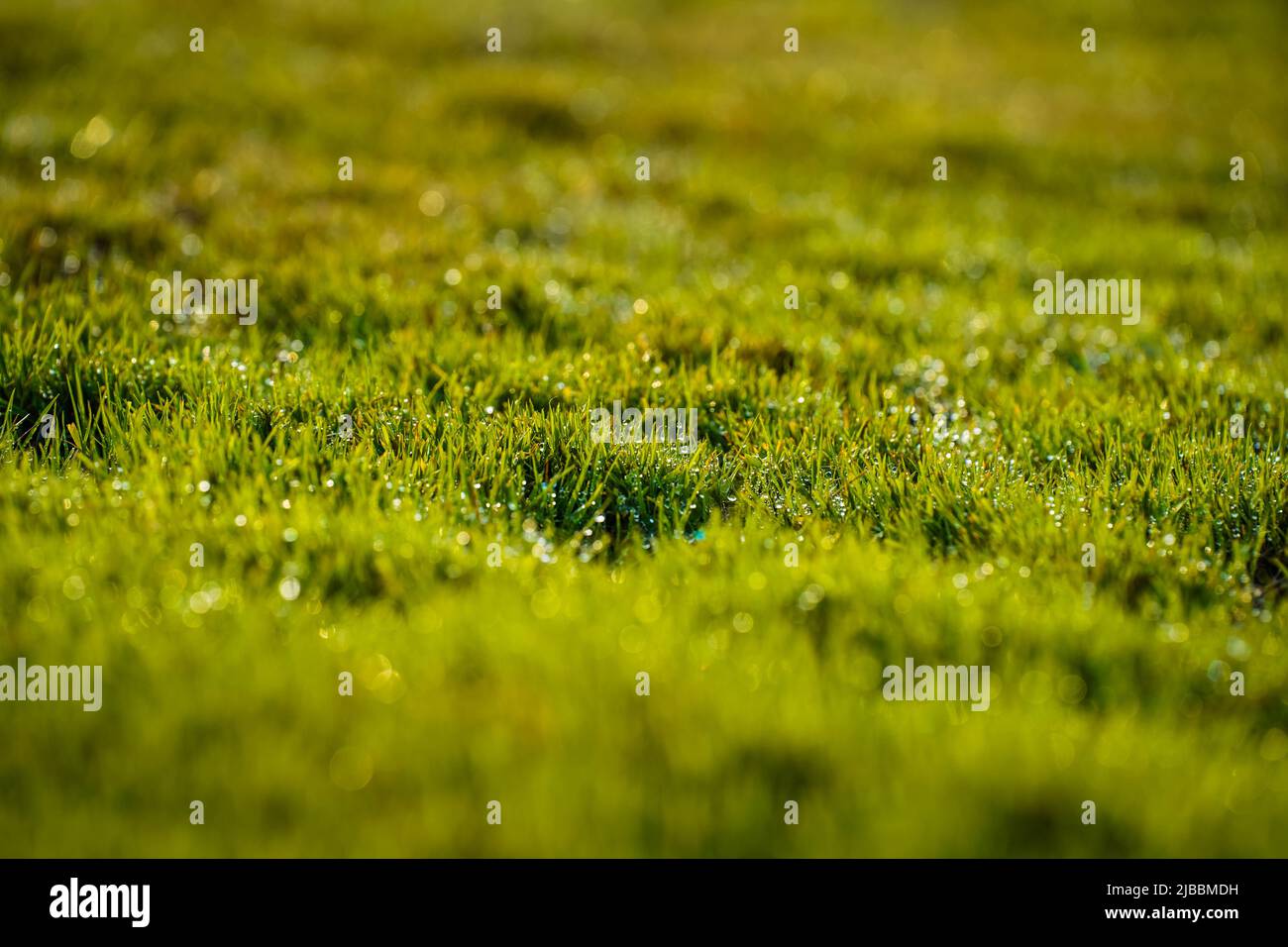Erba con molte perle d'acqua, primo piano Foto Stock