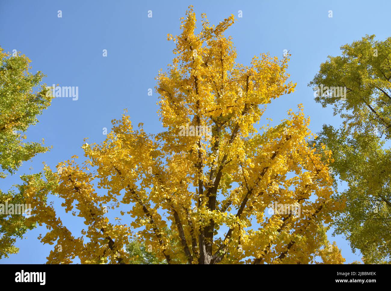 gli alberi gialli del gingko sotto il cielo blu in giorno di sole Foto Stock