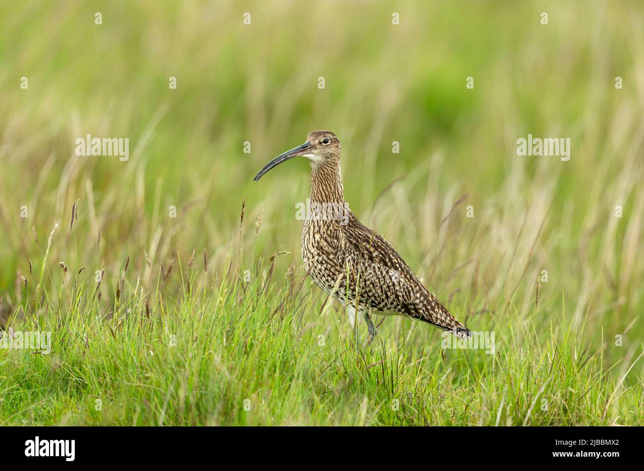 Adult Curlew in Springtime, di fronte a sinistra in habitat naturale brughiera sul North Yorkshire Moors, Regno Unito. IUCN uccello rosso-elencato. Nome scientifico: Numenius Foto Stock
