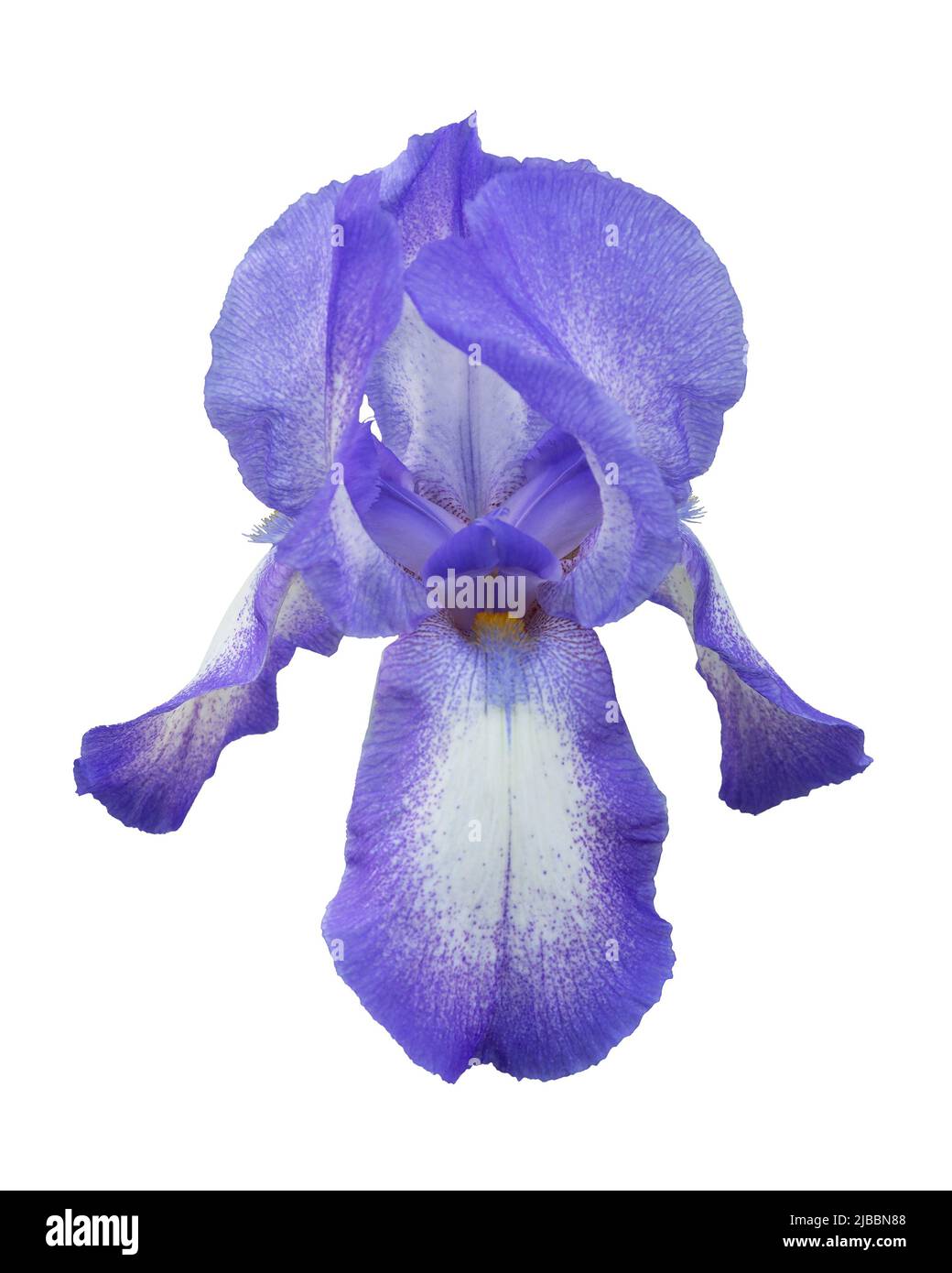 Testa di viola iride fiore isolato su sfondo bianco Foto Stock