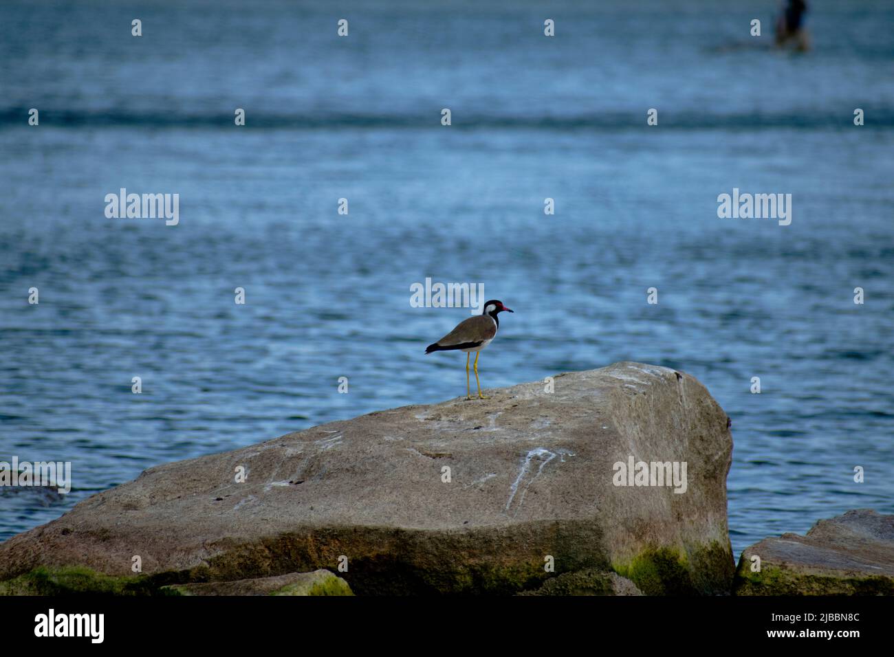 Uccello lappato rosso Foto Stock