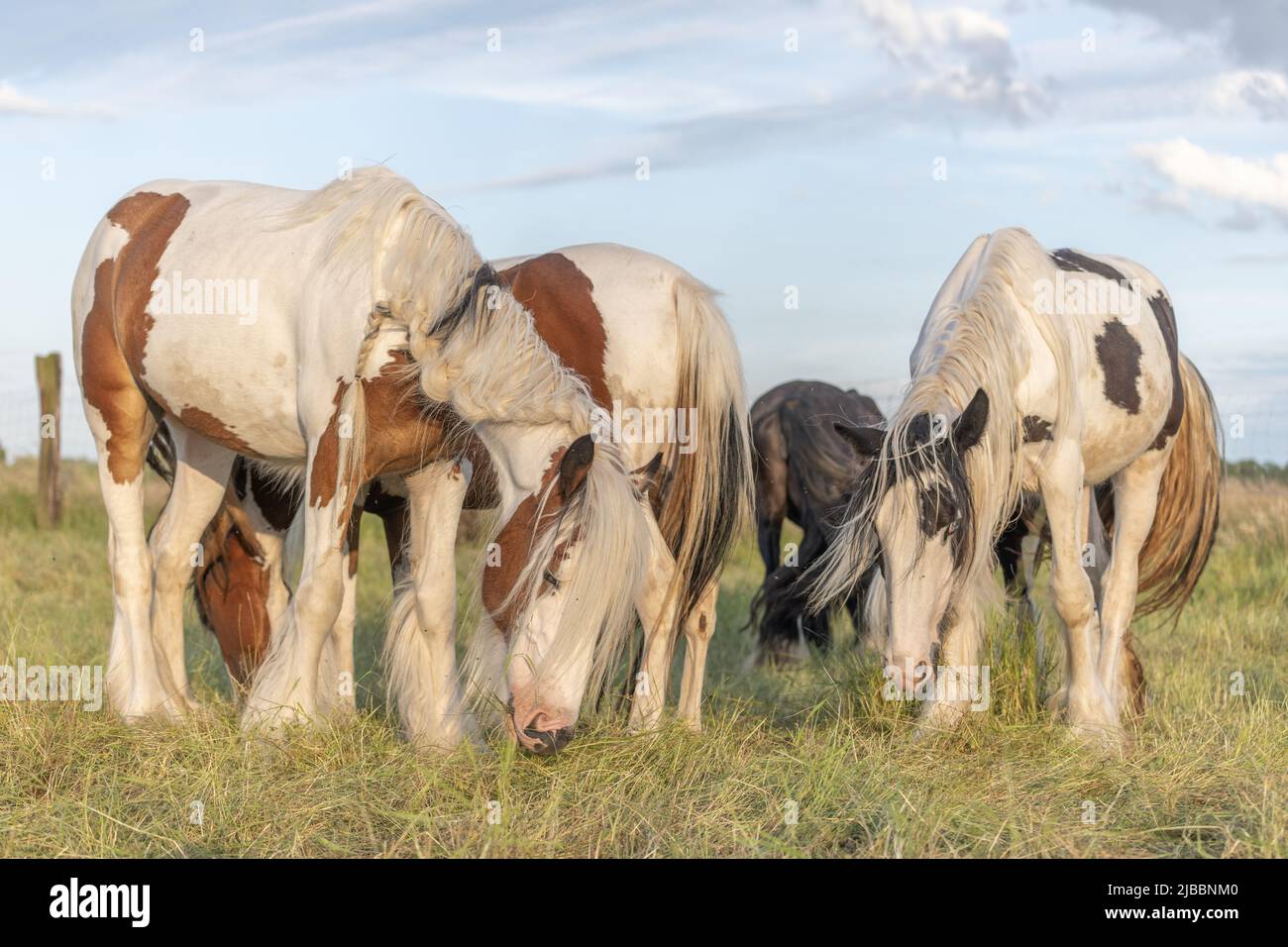 Gruppo di pony irlandesi di COB che mangiano a penna. Alsazia, Francia. Foto Stock