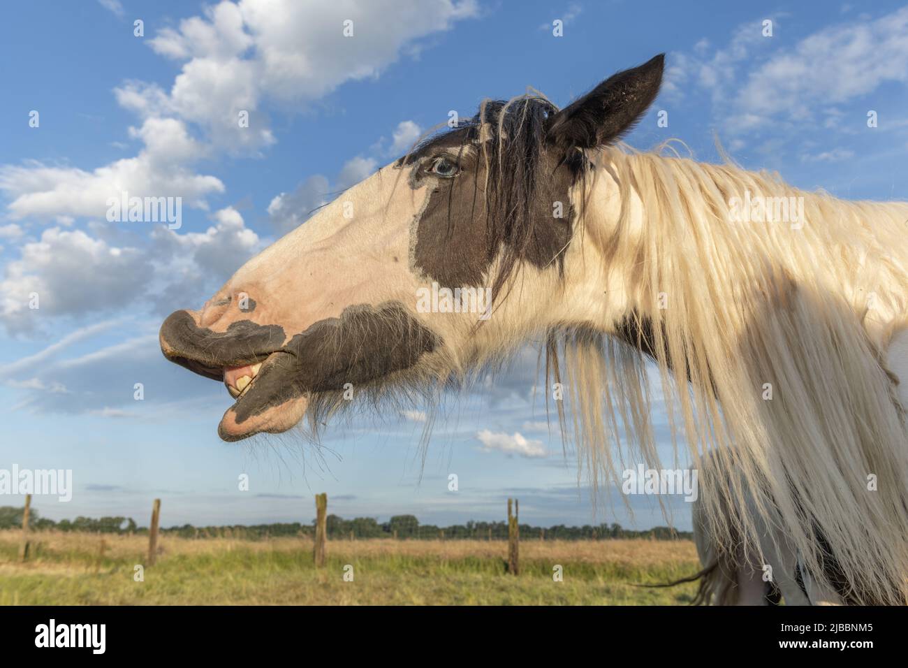 Ritratto di cavallo di cocco irlandese facendo sorriso. Alsazia, Francia. Foto Stock