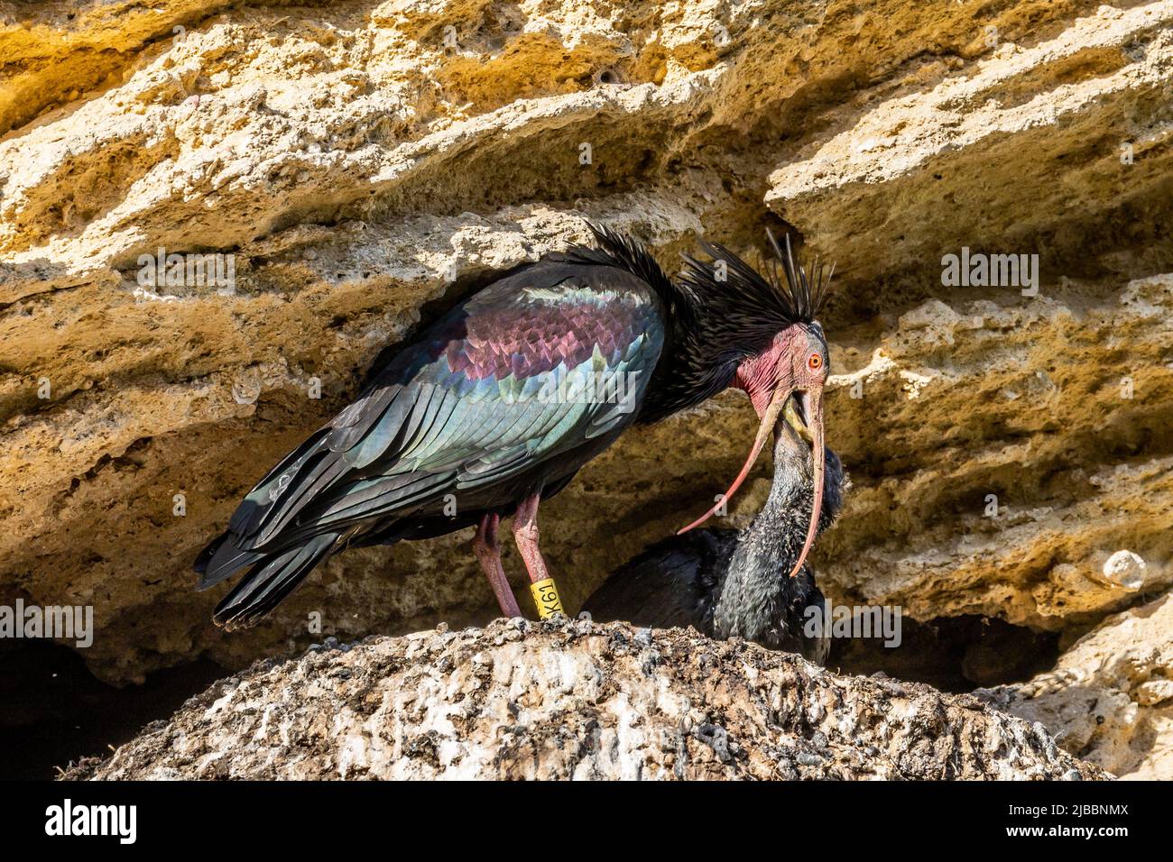 Northern Bald Ibis - Geronticus eremita - nel nido della Spagna meridionale Foto Stock