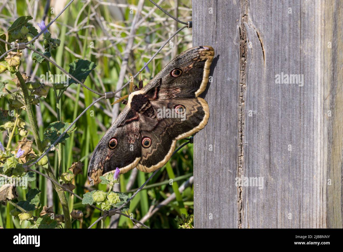 Gigantesco Peacock Moth - Saturnia pyri - Saturniidae. Femmina. Bolonia, Andalusia, Spagna. Foto Stock