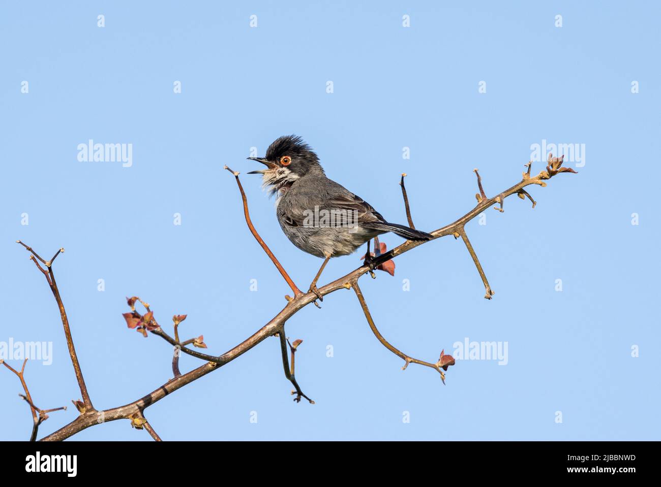 Maschio sardo Warbler (Curruca melanocephala) in canzone nel sud della Spagna Foto Stock