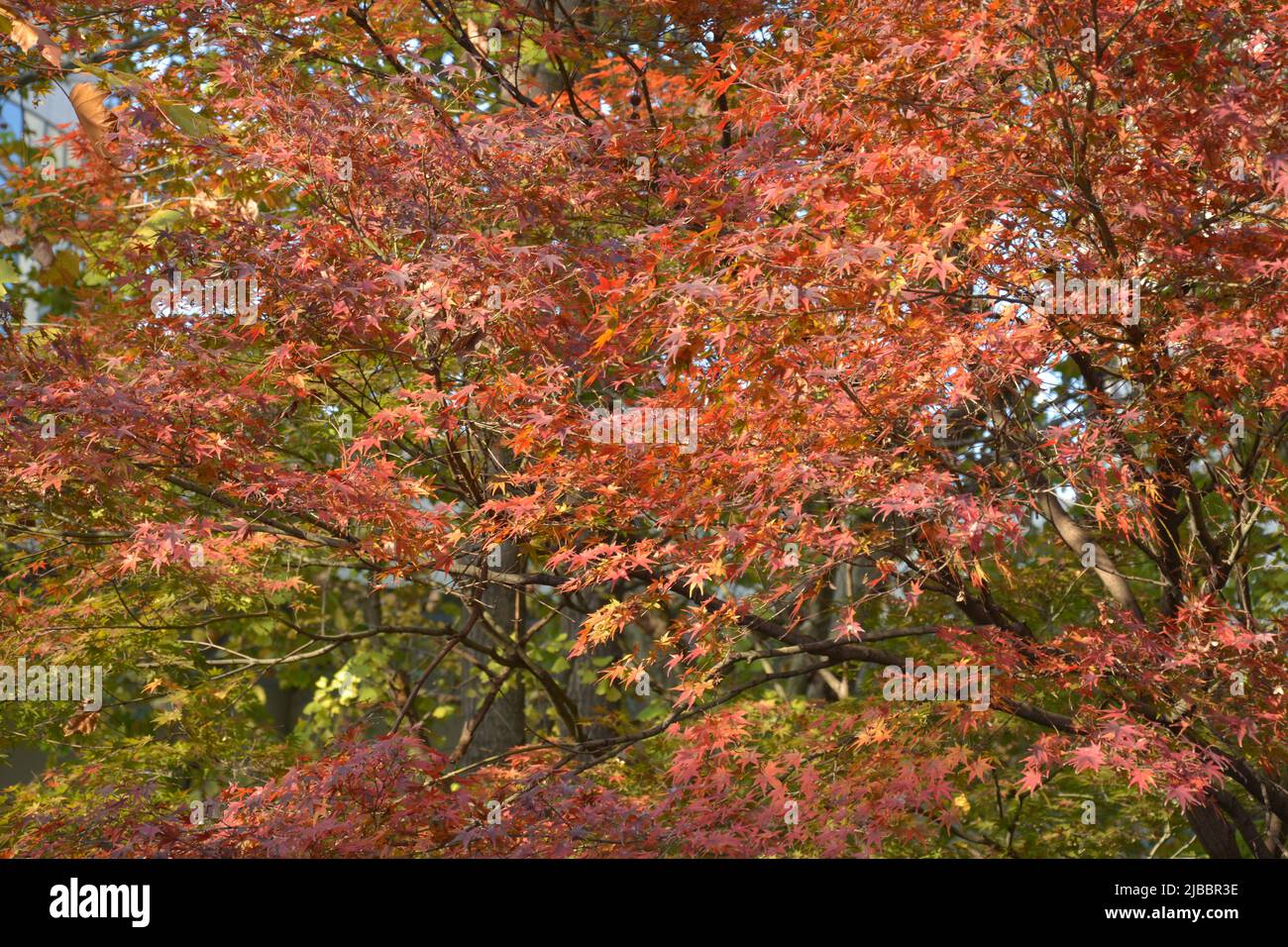 rosso autunno foglie nella foresta nel pomeriggio Foto Stock