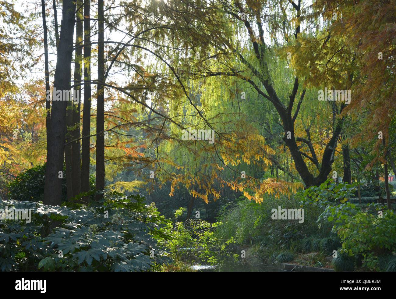tranquillo e tranquillo bosco nel pomeriggio in autunno giorno Foto Stock