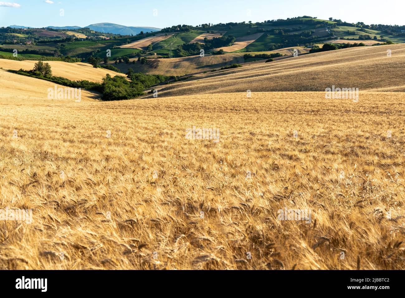 Regione Marche, Italia. Paesaggio rurale Foto Stock