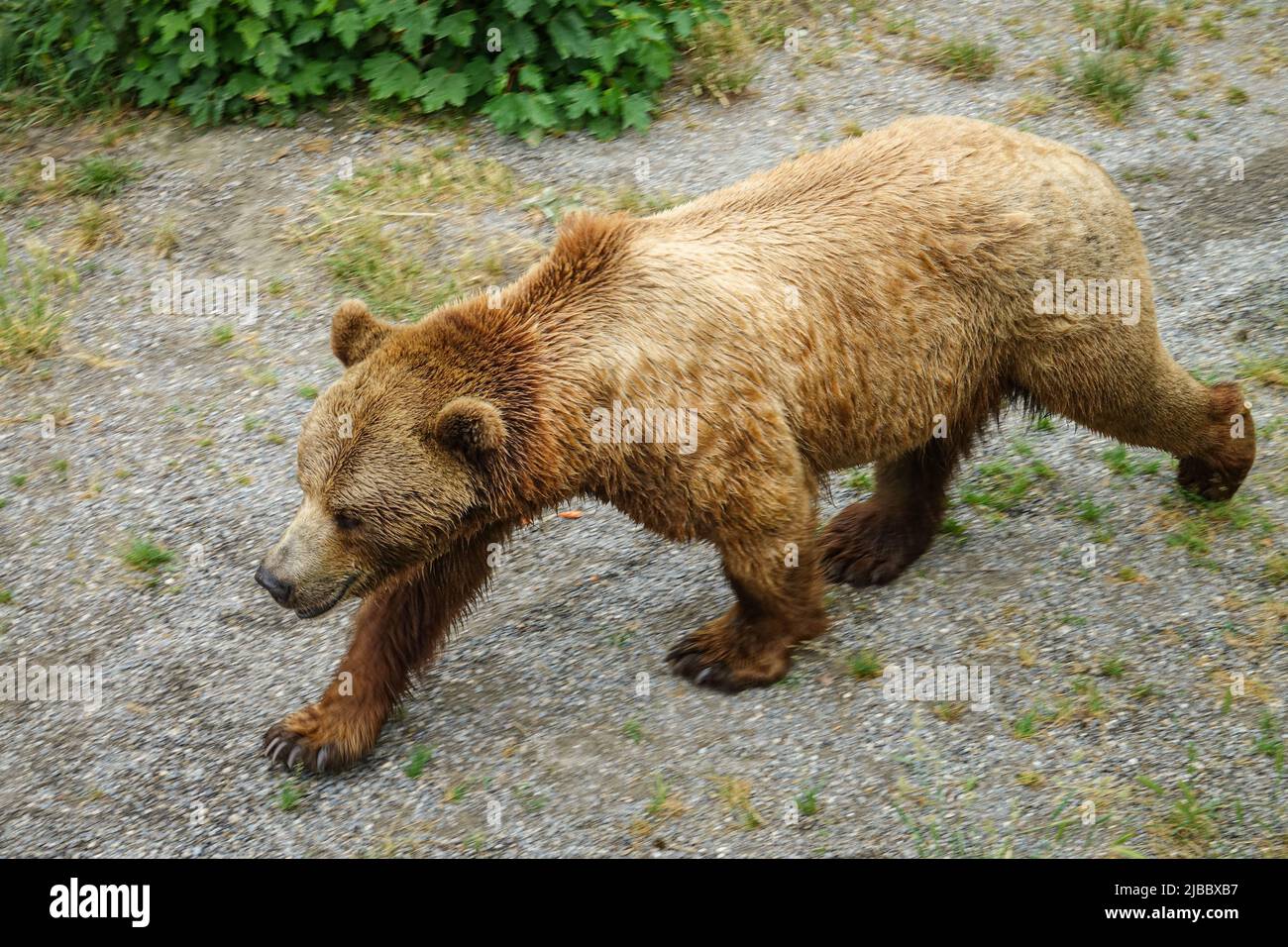 Orso bruno a Berna, Svizzera Foto Stock