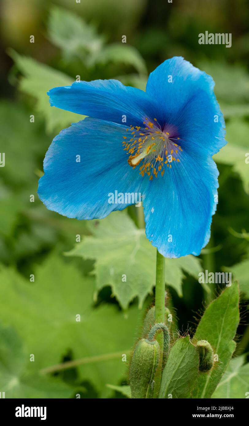 Primo piano della Meconopsis fiorente (fertile Gruppo Blu) Lingholm Foto Stock