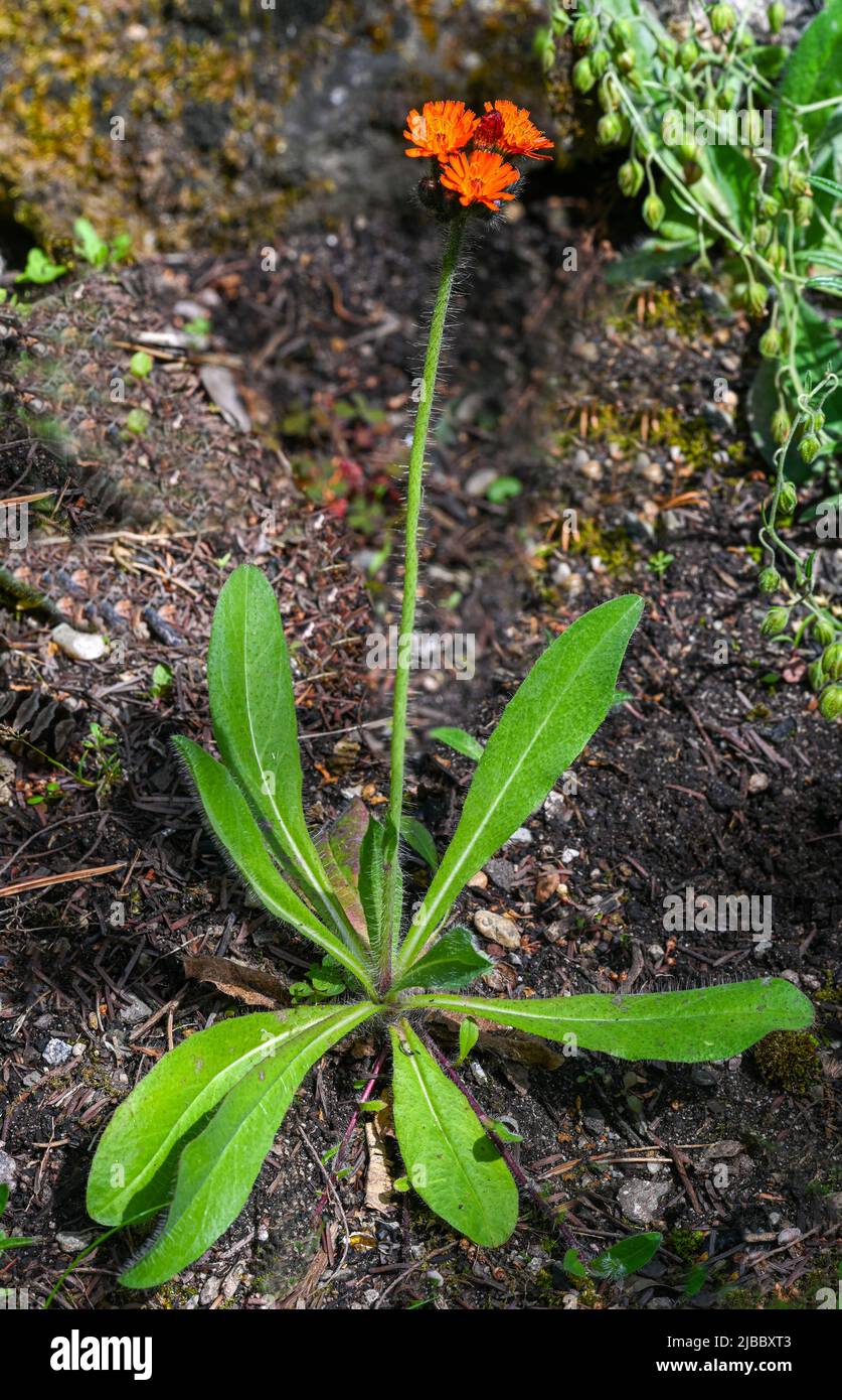 Devils paintbrush (Hieracium aurantiacum), in prossimità della testa di fiori Foto Stock