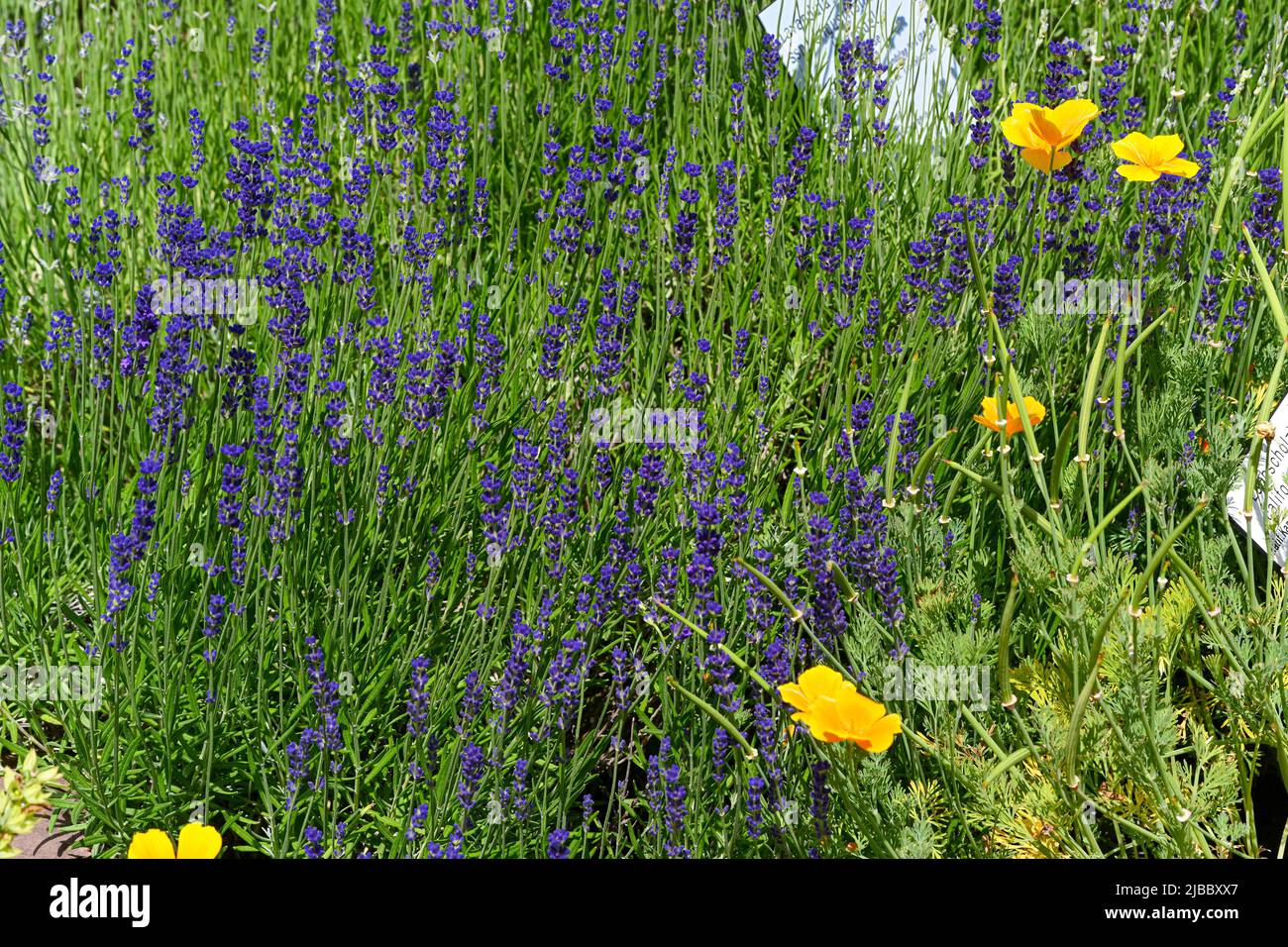 Lavandula angustifolia (lavanda comune, vera lavanda, lavanda giardino) fiorente in giardino Foto Stock