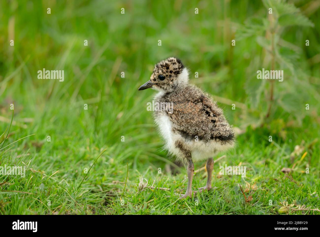 Pulcino da lappata, nome scientifico: Vanellus Vanellus. Molto giovane Lapwing pulcino in naturale inguine habitat, rivolto a sinistra. I notebook sono una specifica in declino Foto Stock