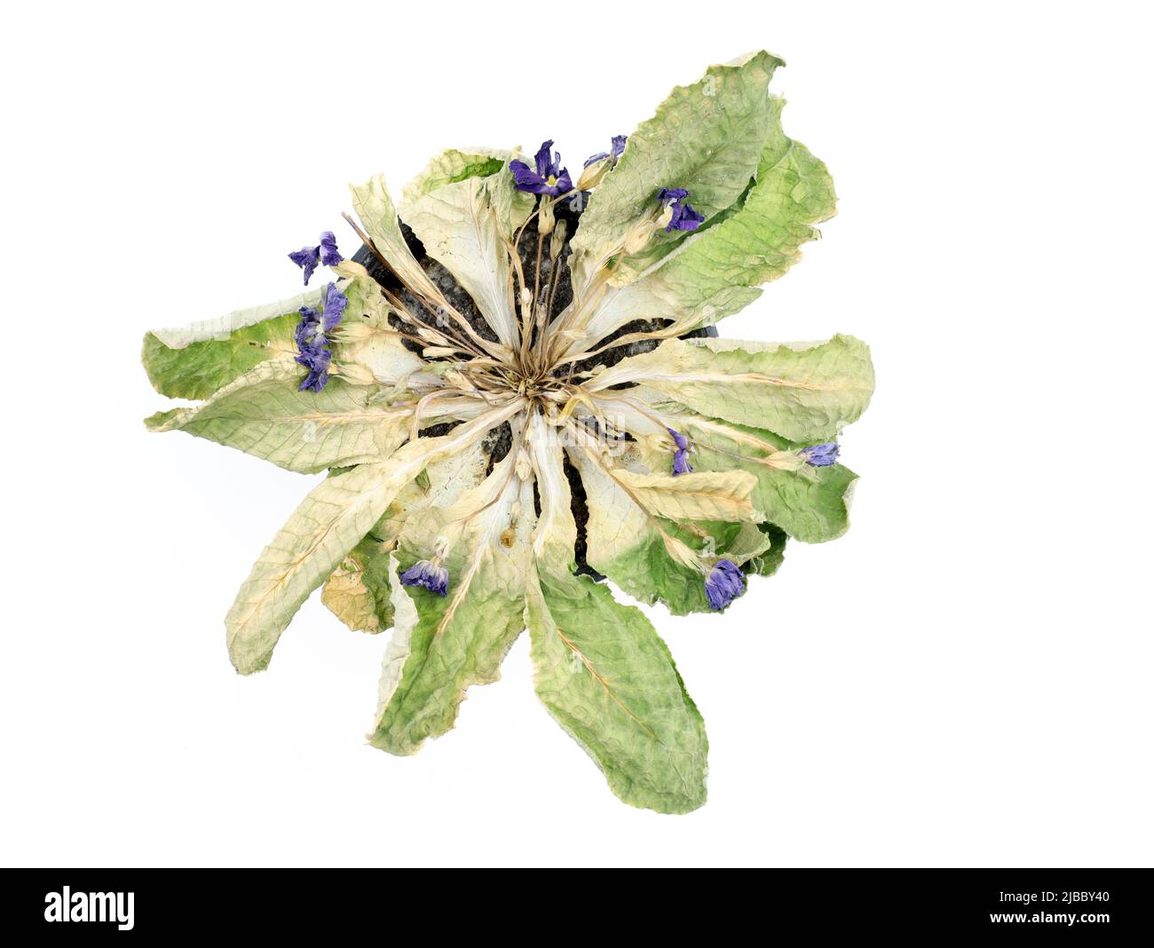 Fiori di primrose essiccati in una pentola. Fiori interni asciutti su sfondo bianco. Foglie asciutte di una pianta con fiori viola. Houseplant morto Foto Stock