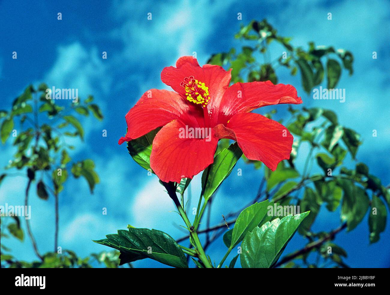 Rosa cinese (Hibiscus rosa-sinensis), Valle de Vinales, Pinar del Rio, Cuba, Caraibi Foto Stock