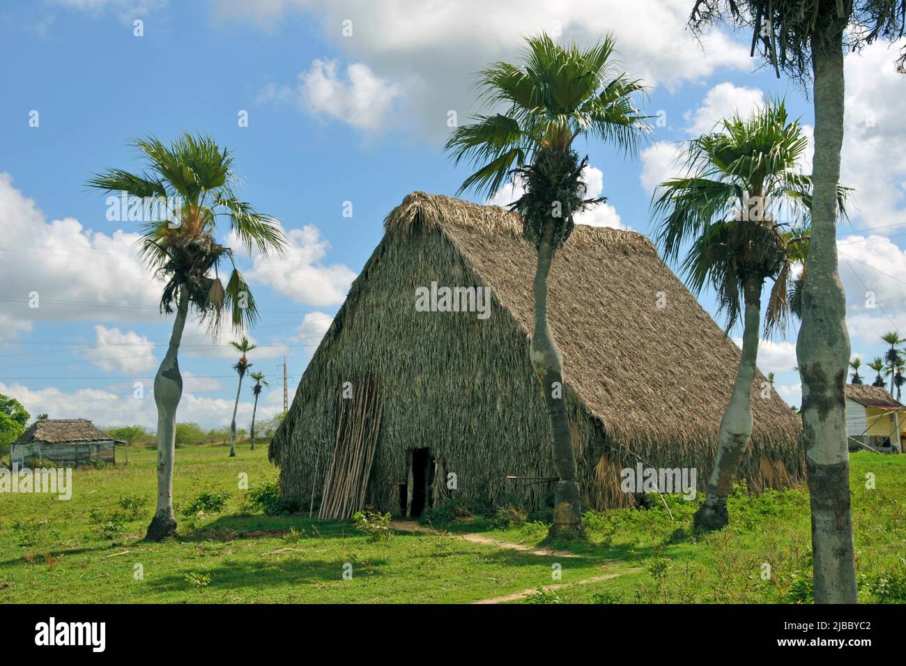 Casa di essiccazione del tabacco cubano e palme in bottiglia, Valle de Vinales, Pinar del Rio, Cuba, Caraibi Foto Stock
