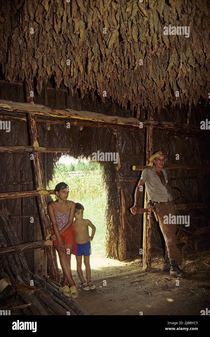 Coltivatore cubano di tabacco con bambini in una casa di essiccazione del tabacco, Valle de Vinales, Pinar del Rio, Cuba, Caraibi Foto Stock