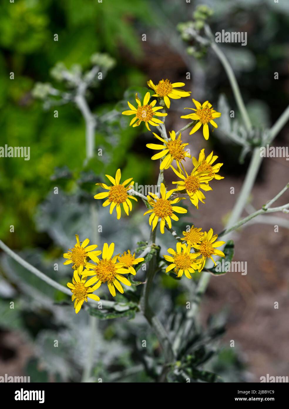 Il ragwort d'argento (Jacobaea maritima o Senecio cineraria) è un'erba perenne originaria della regione mediterranea Foto Stock