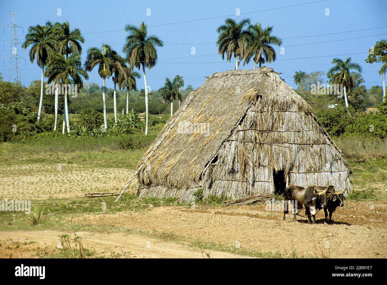 Bovini presso la casa di essiccazione del tabacco cubano, Valle de Vinales, Pinar del Rio, Cuba, Caraibi Foto Stock