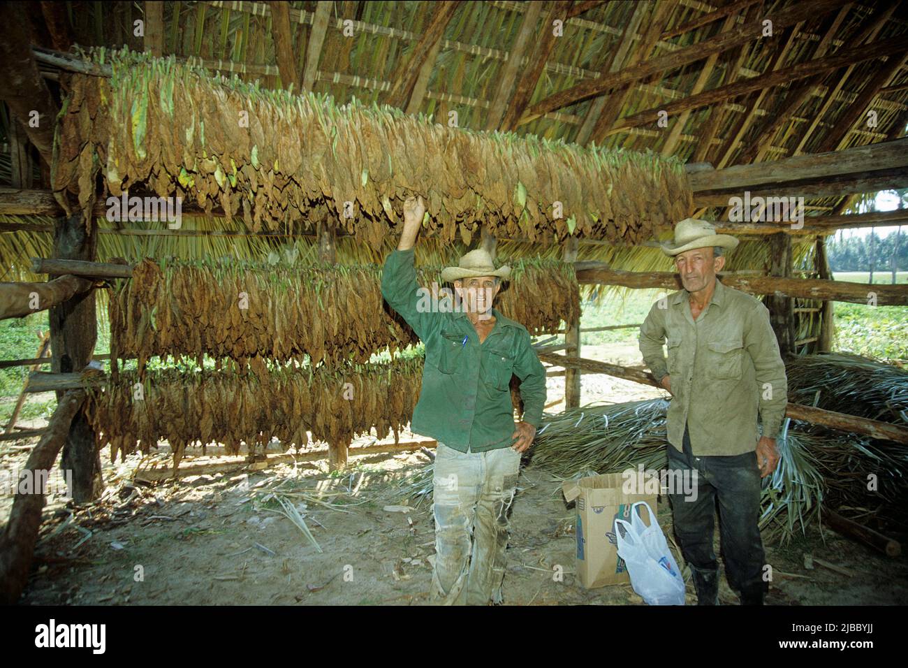Coltivatore cubano di tabacco in una casa di essiccazione del tabacco, Valle de Vinales, Pinar del Rio, Cuba, Caraibi Foto Stock