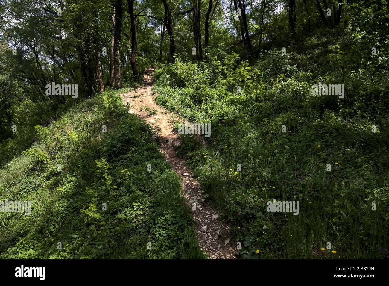 Sentiero di sporcizia in una foresta che conduce nel bosco Foto Stock