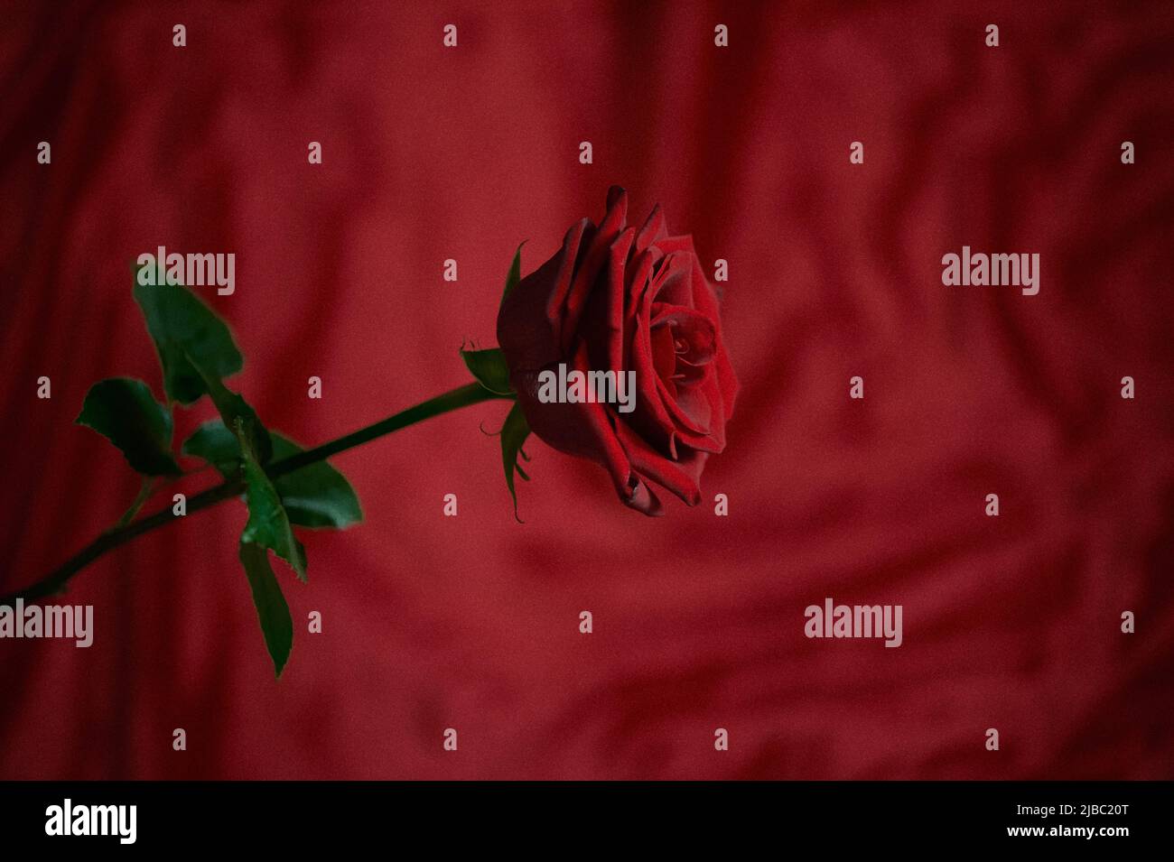Una rosa rossa su sfondo rosso. Un simbolo di passione e amore. Nessun colore aggiuntivo. Sfondo. Foto Stock
