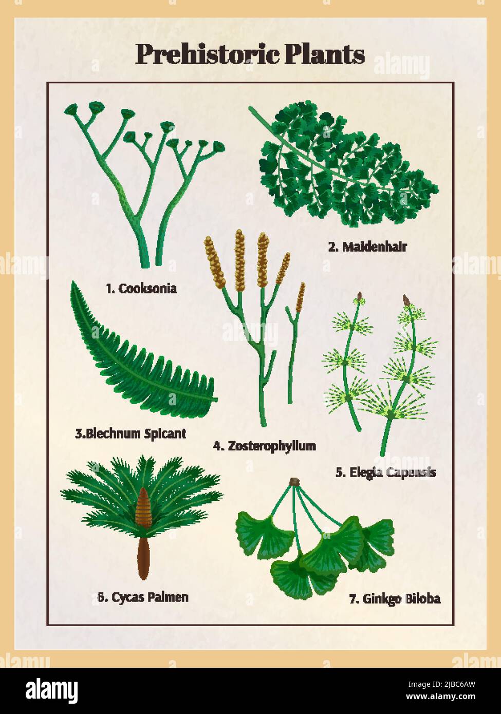 Botannic Isolate Historia natural de las plantas Immagini Vettoriali Stock - Alamy
