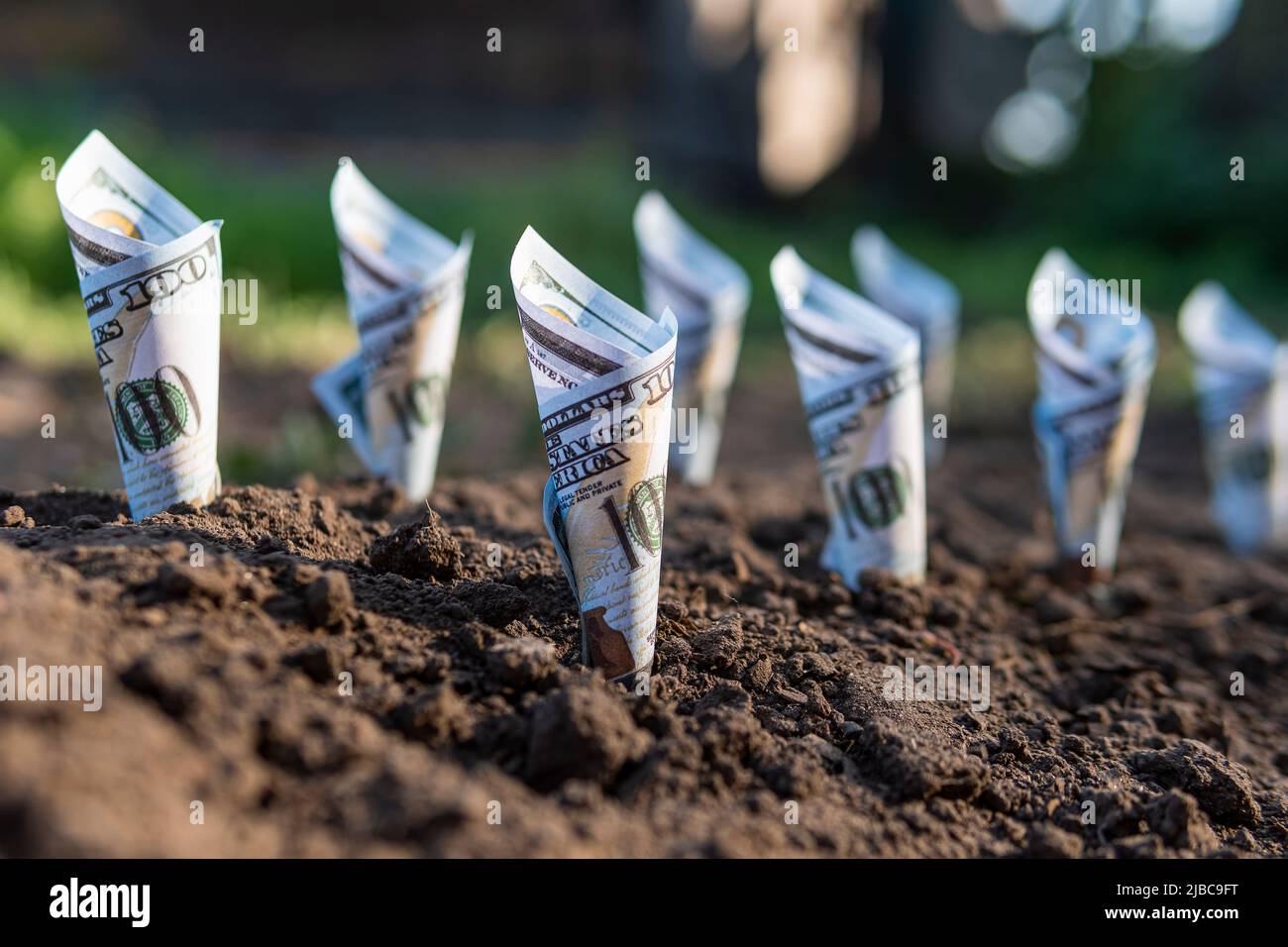 Ecologia redditizia. Guadagni su eco-prodotti. Cento dollari bollette soldi che crescono nel suolo. Foto Stock