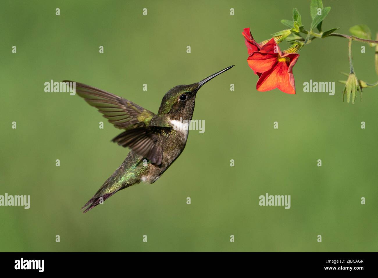 Un rubino-throated hummingbird nettare di raccolta. Foto Stock