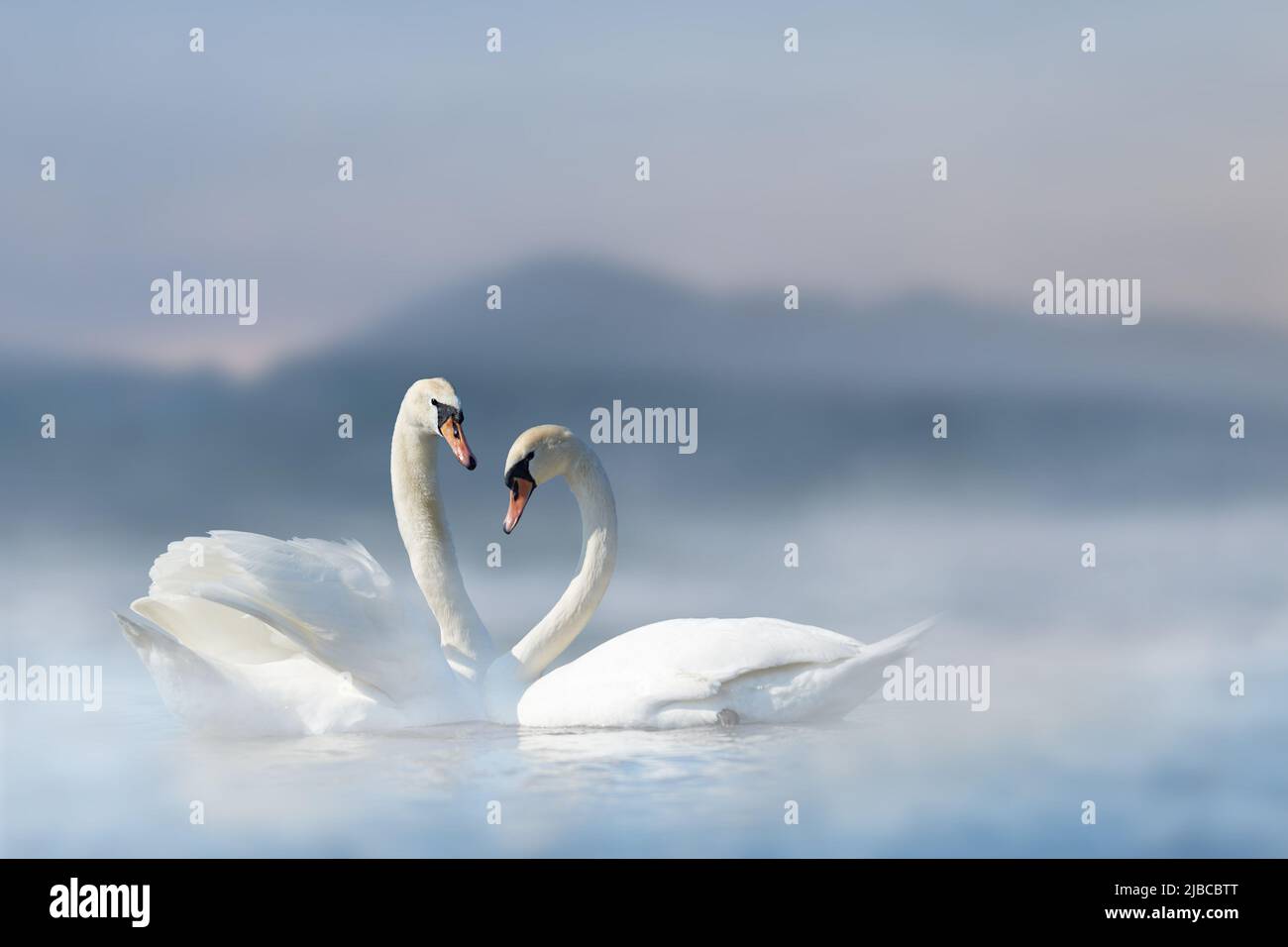 Romantica coppia di cigni nel lago su sfondo di montagna con nebbia. Swan riflessione in acqua Foto Stock